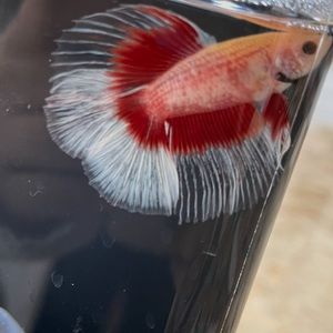 Meet your Posher, Qainaat